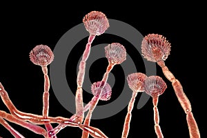 Fungus Aspergillus flavus photo