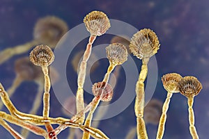 Fungus Aspergillus flavus, the major producer of aflatoxin in crops, a potent carcinogen