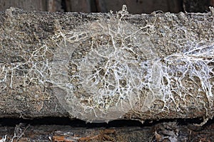 Fungus attack on wooden beam