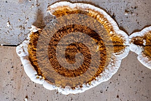 Fungus attacking wooden elements in structures, close-up image