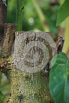 Fungus in the avocado tree,plant disease, avocado root rot