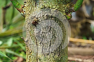 Fungus in the avocado tree,plant disease, avocado root rot