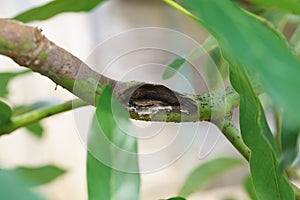 Fungus in the avocado tree,plant disease, avocado root rot