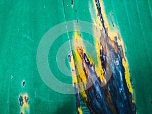 The fungus on the banana leaves