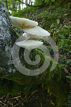 Fungus in the beech forest