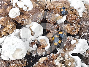 fungus beetle crawling around the wild rotting wet bracket fungus. photo