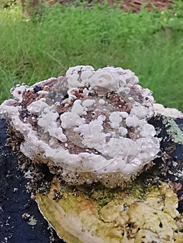 fungus beetle crawling around the wild rotting wet bracket fungus. photo