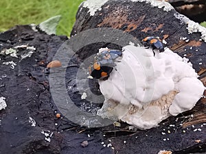 fungus beetle crawling around the wild rotting wet bracket fungus. photo