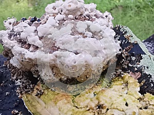 fungus beetle crawling around the wild rotting wet bracket fungus. photo