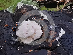 fungus beetle crawling around the wild rotting wet bracket fungus. photo