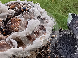 fungus beetle crawling around the wild rotting wet bracket fungus. photo