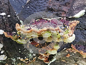 fungus beetle crawling around the wild rotting wet bracket fungus. photo