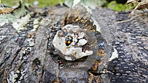 fungus beetle crawling around the wild rotting wet bracket fungus. photo