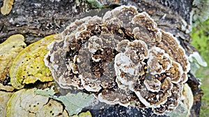 fungus beetle crawling around the wild rotting wet bracket fungus. photo
