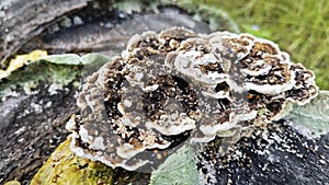 fungus beetle crawling around the wild rotting wet bracket fungus. photo