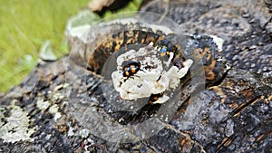 fungus beetle crawling around the wild rotting wet bracket fungus. photo