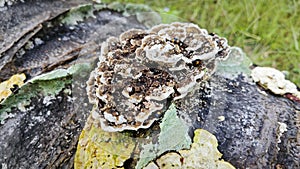 fungus beetle crawling around the wild rotting wet bracket fungus. photo