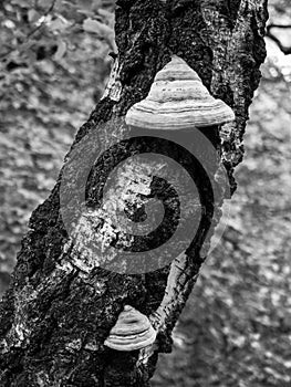 Fungus on Birch Tree Trunk Detail