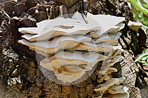 Fungus Bjerkandera fumosa growing on the trunk