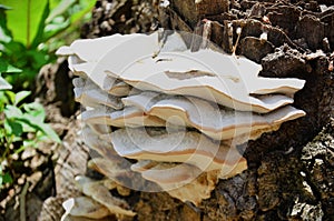 Fungus Bjerkandera fumosa growing on the trunk in sunny day photo