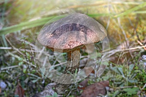 Fungus boletus Leccinum scabrum in a wood. Blurred focus