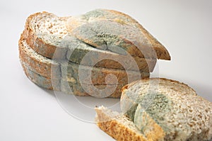 Fungus on bread