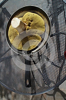 Fungus Butyriboletus regius in frying pan