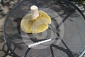 Fungus Butyriboletus regius with marker pen