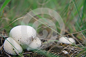 Fungus calvatia in the field