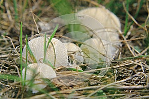 Fungus calvatia in the field