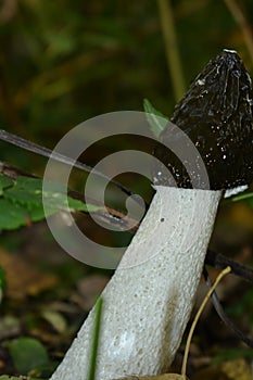 Fungus Cheerful Ordinary