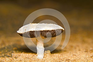 Fungus, Chlorophyllum sp. Agaricaceae. Bangalore, Karnataka