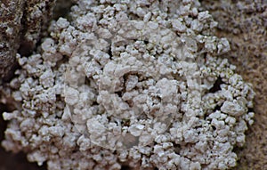 Fungus Cluster