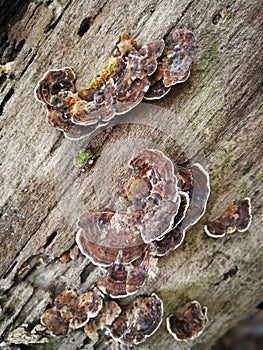 Fungus on the dead tree