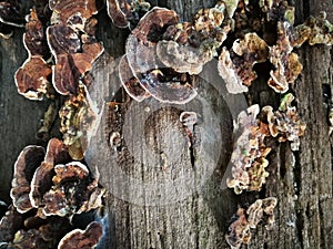 Fungus on the dead wood