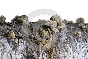 Fungus on decomposing birch tree