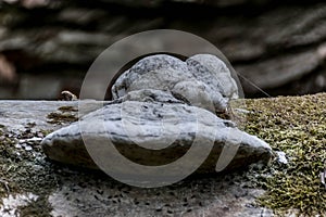 Fungus on a fallen tree trunk