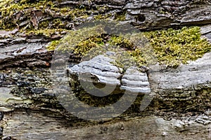 Fungus and moss on the bark of a fallen tree