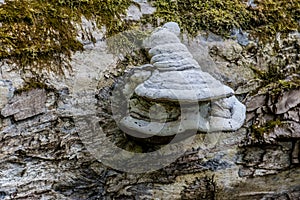 The fungus and texture of tree bark