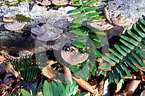 Fungus and Ferns in North Carolina