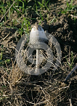 Fungus in Field