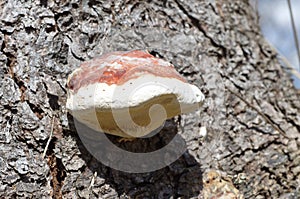 The fungus fomitopsis pinicola (lat. Fomitopsis pinicola)