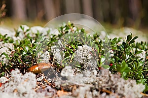 Fungus in the forest
