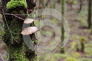 Fungus in forest