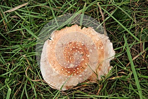 Fungus