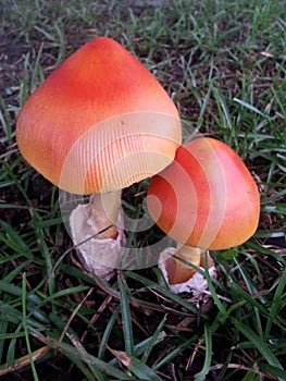 Fungus fungi shrooms