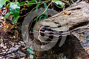 Fungus, fungi on a tree trunk in rainforest