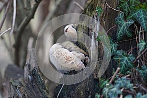 The fungus Ganoderma applanatum grows in January. Berlin, Germany, Europe.