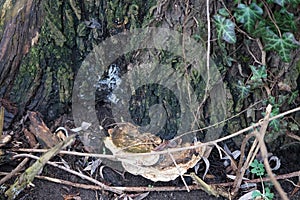 The fungus Ganoderma applanatum grows in January. Berlin, Germany, Europe.