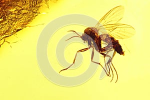 Fungus gnat